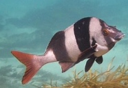 SWIFFT - State Wide Integrated Flora and Fauna Teams