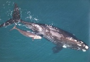 SWIFFT - State Wide Integrated Flora and Fauna Teams