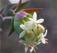 SWIFFT - State Wide Integrated Flora and Fauna Teams