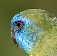 SWIFFT - State Wide Integrated Flora and Fauna Teams