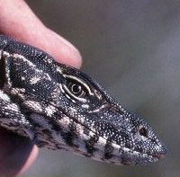 SWIFFT - State Wide Integrated Flora and Fauna Teams