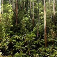 SWIFFT - State Wide Integrated Flora and Fauna Teams