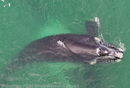 Southern Right Whale research project 2017