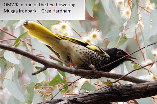 Regent Honeyeater captive release update No 27 Image Greg Hardam