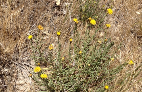 Button Wrinklewort