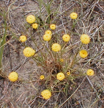 Button  Wrinklewort