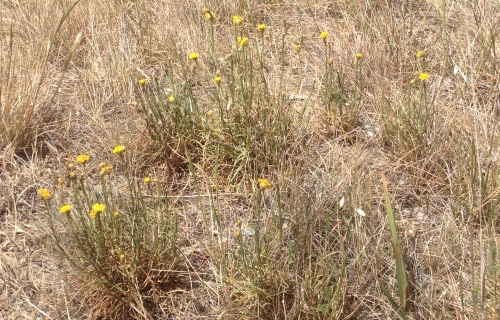 Button Wrinklewort is associated with Kangaroo Grass (Themeda triandra) on plains grassland, and grassy woodlands. Image: A. Arnold