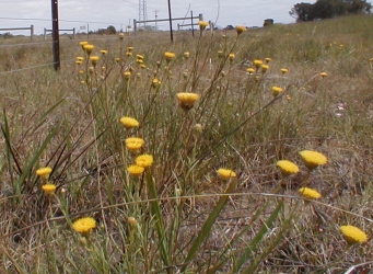 Button Wrinklewort