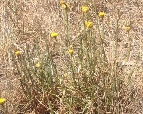 Button Wrinklewort: Image - Andrew Arnold