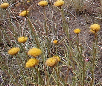 Button Wrinklewort