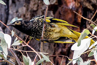 Regent Honeyeater Captive Release Program