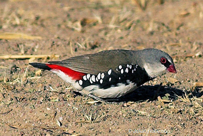 Diamond Firetail