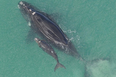 Southern Right Whale