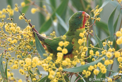 Swifft parrot