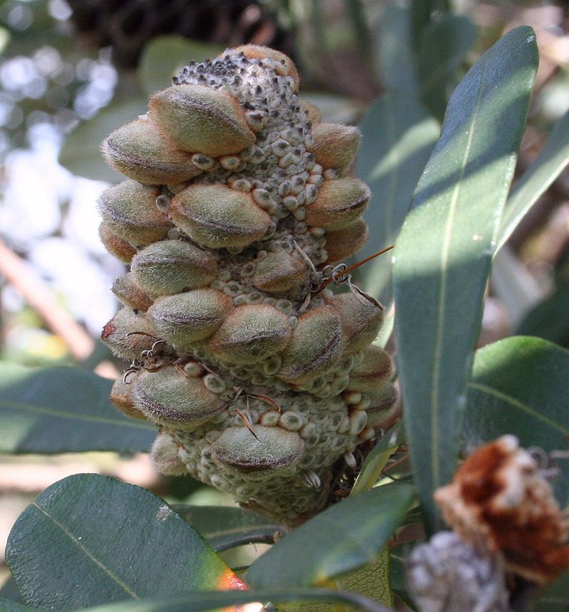 Banksia integrifolia cone