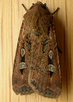Bogong Moth