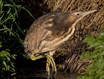 Australasian Bittern