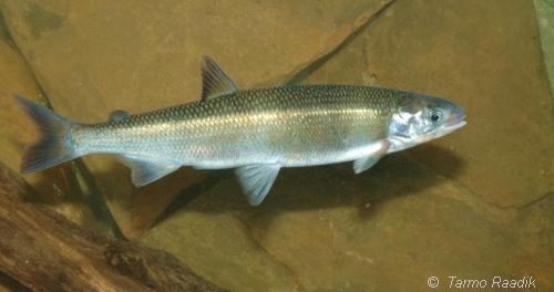 Australian Grayling