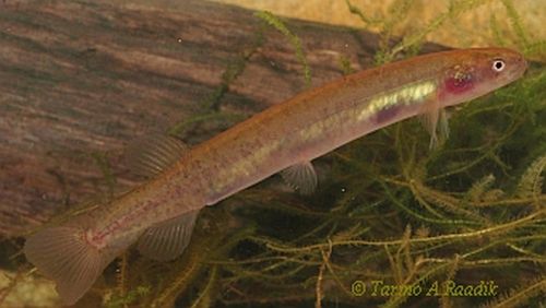 Australian Mudfish