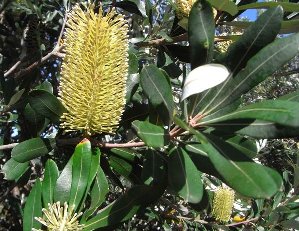 B. integrifolia flower