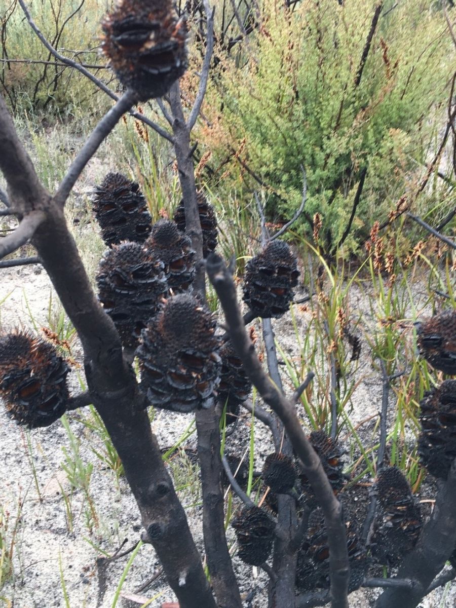 Banksia ornata cones