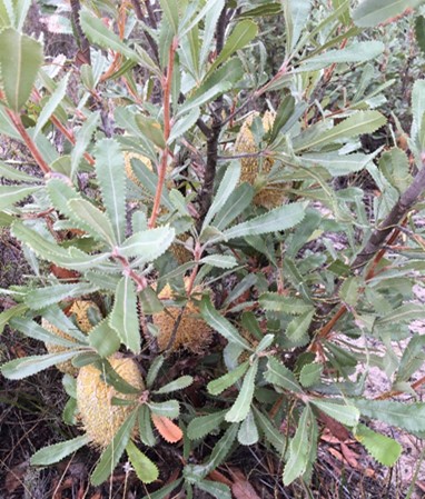 Banksia ornata flower