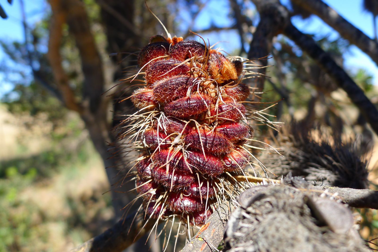 Banksia marginata cone