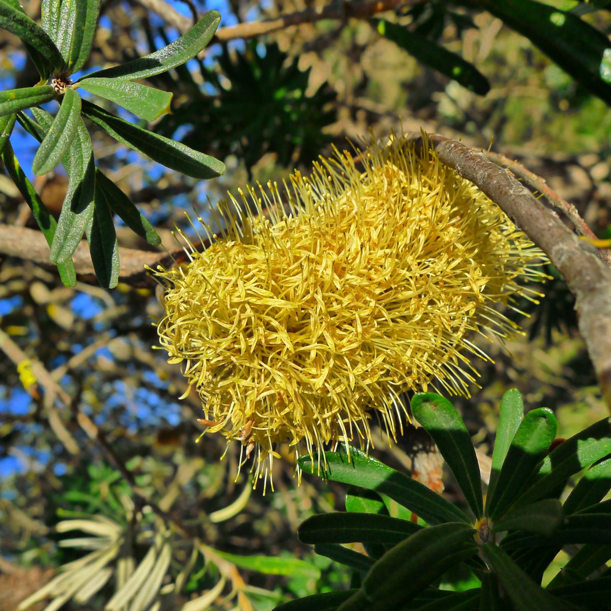 Banksia marginata flower and cone