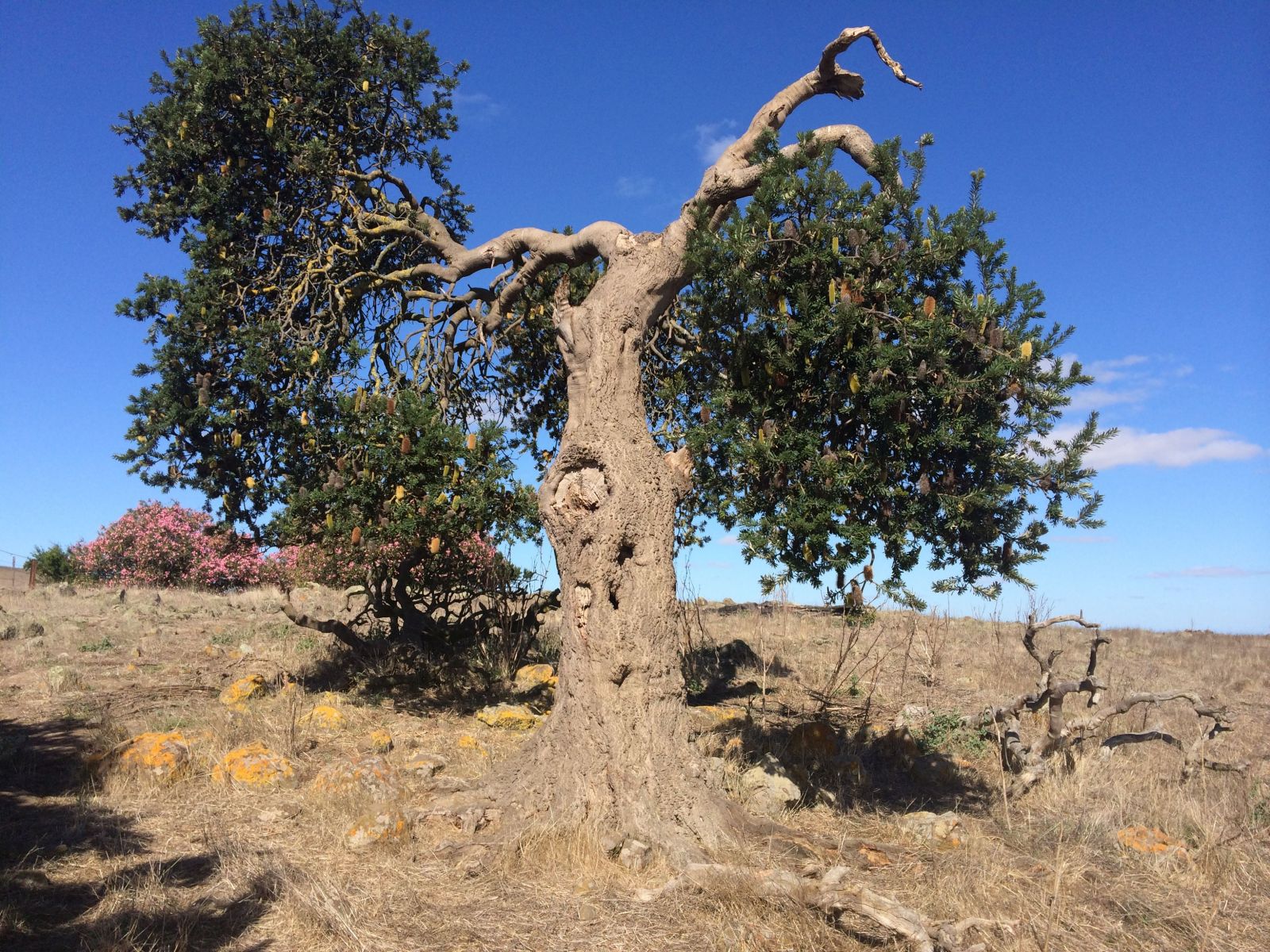 Banksia marginata isolated tree