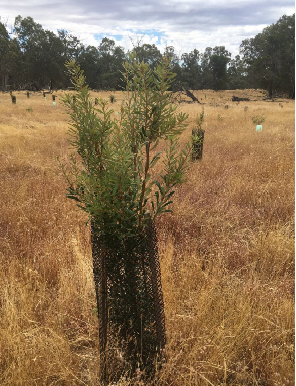 banksia planting