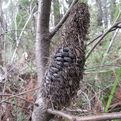 bannksia spinulosa cone