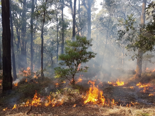 banksia fire