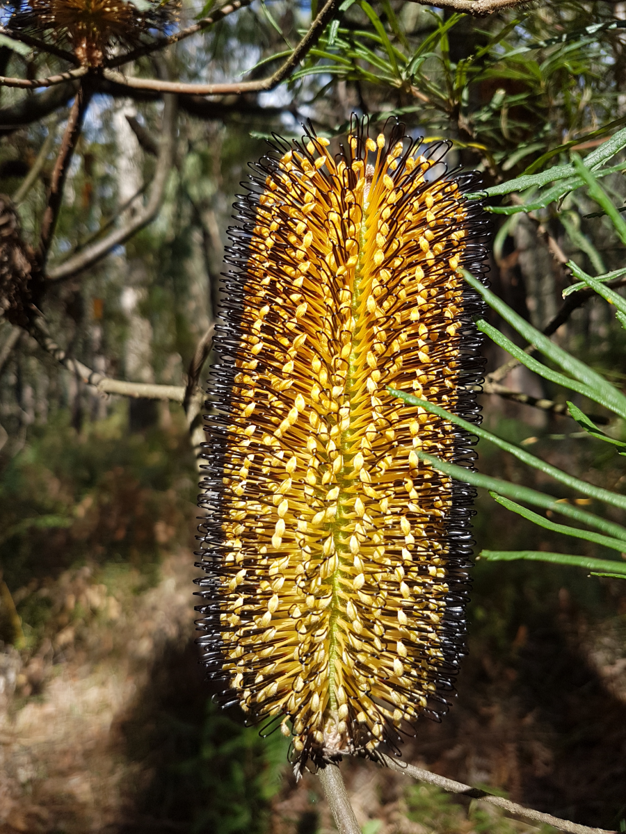 Banksia spinulosa flower