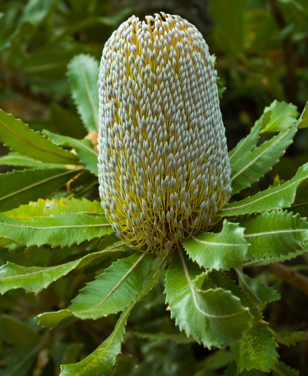 Banksia serrata flower