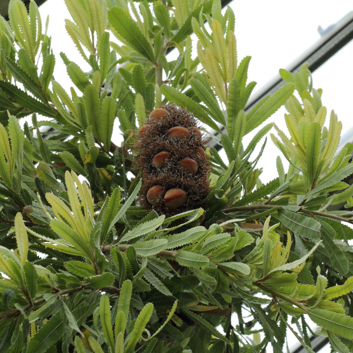 Banksia serrata cone