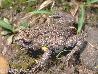 Brown Toadlet (Bibron's Toadlet)