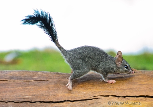 Brush-tailed Phascogale