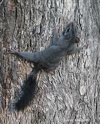 Brush-tailed Phascogale. Image: Jerry Alexander