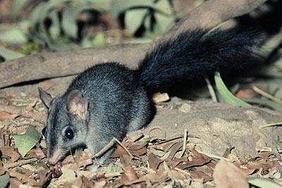 Brush-tailed Phascogale