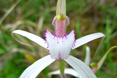 Dwarf Spider Orchid