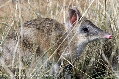 Eastern Barred Bandicoot