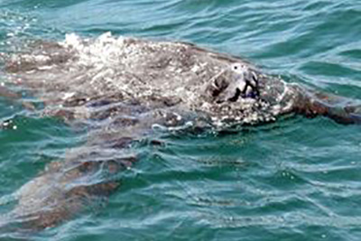 Southern Australian Sea Turtles