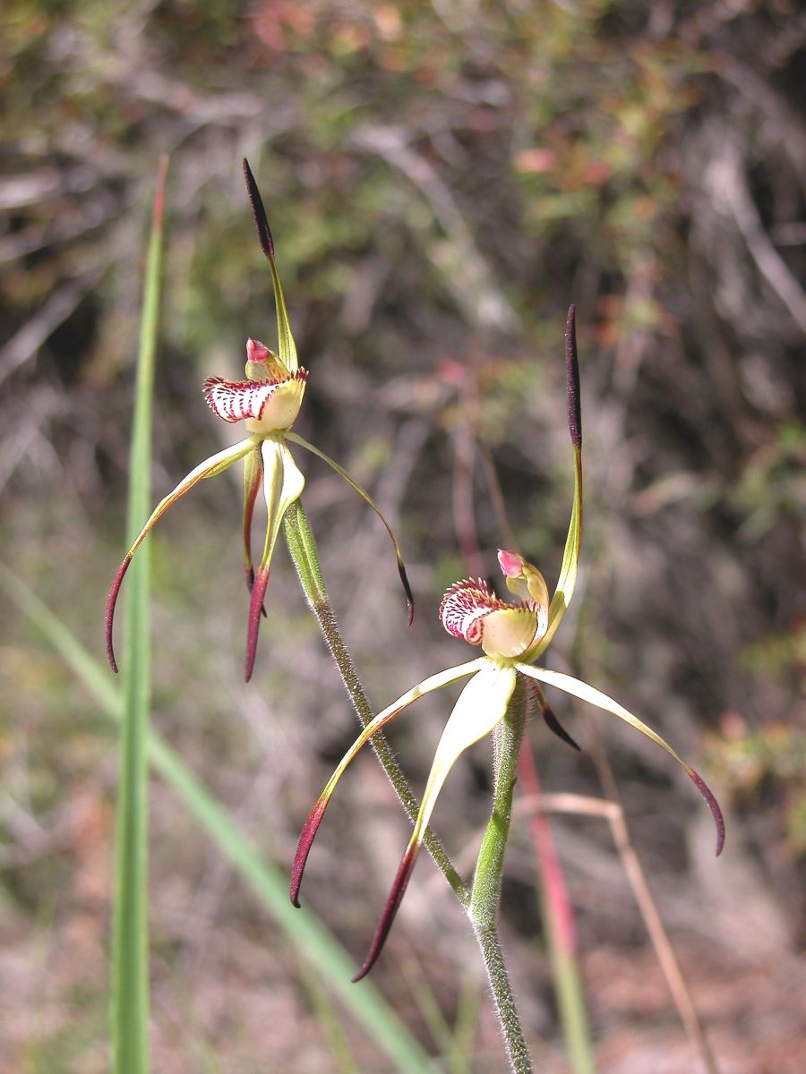 Mellblom's Spider-orchid