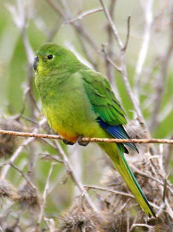 Orange-bellied Parrort