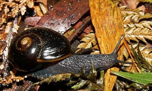 Otway Black Snail
