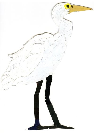 Intermediate Egret