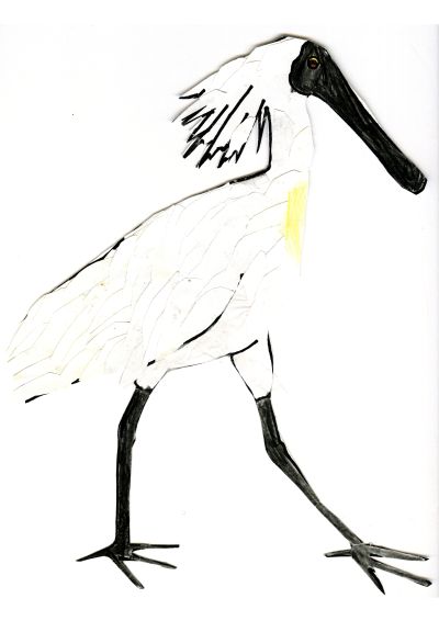 Royal Spoonbill