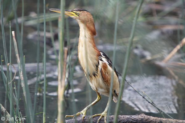 Australian Little Bittern Image:Jen Carr