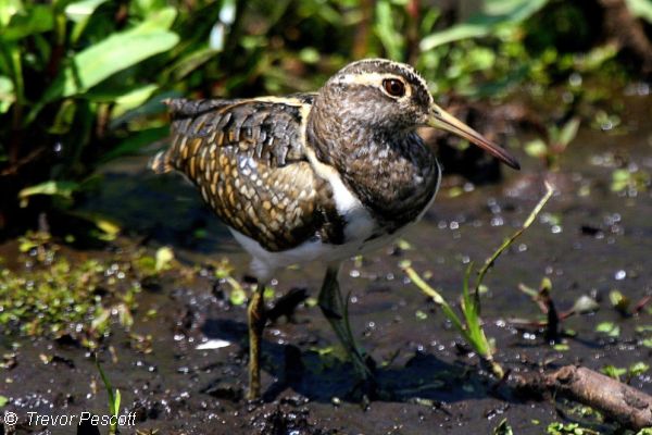 Australian Painted Snipe Image: Trevor Pescott