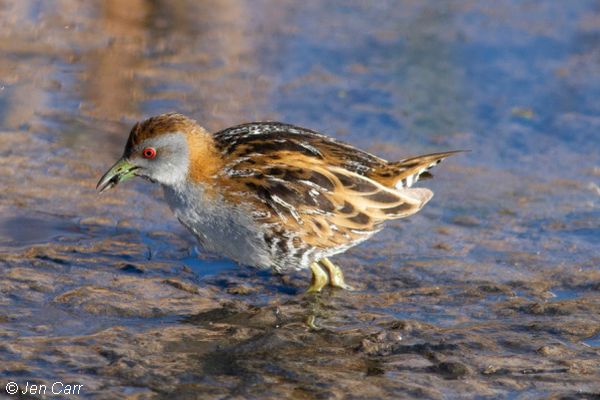 Baillon's Crake Image: Jen Carr